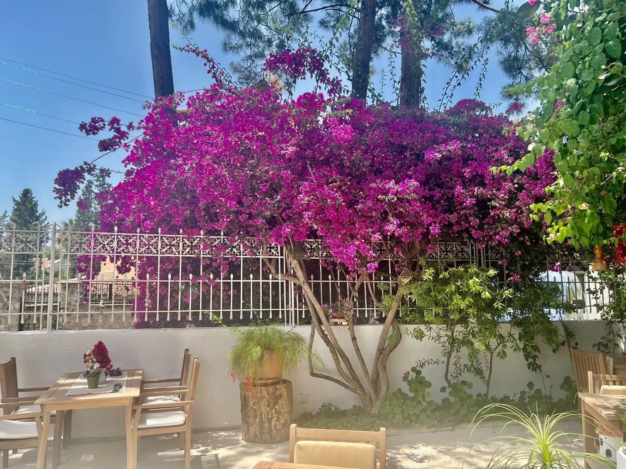 Carikci Hotel Marmaris Eksteriør billede
